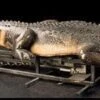 "Attack Alligator" Professional Halloween Animatronic -Halloween Props Promotion attack alligator professional halloween animatronic 28749963296816