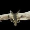 "Brown Bat With Skull Head" Animal Prop -Halloween Props Promotion brown bat with skull head animal prop 28426787979312
