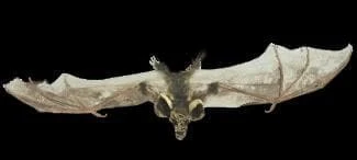 "Brown Bat With Skull Head" Animal Prop