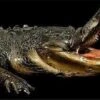 "Gator Chomp Head" Halloween Animatronic -Halloween Props Promotion gator chomp head halloween animatronic 28750421688368