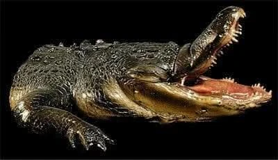 "Gator Chomp Head" Halloween Animatronic 3 "Gator Chomp Head" Halloween Animatronic