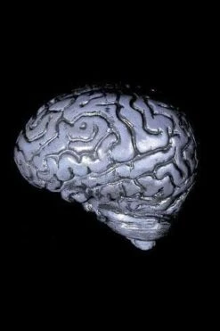 "Human Brain" Haunted House Prop