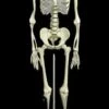 "Human Skeleton" Deluxe Movie Quality Halloween Prop -Halloween Props Promotion human skeleton deluxe movie quality halloween prop 14325711568944