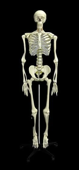 "Human Skeleton" Deluxe Movie Quality Halloween Prop 3 "Human Skeleton" Deluxe Movie Quality Halloween Prop