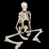 "Human Skeleton" Movie Quality Halloween Prop -Halloween Props Promotion human skeleton movie quality halloween prop 28759832330288