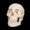 "Life-Size Skull - 1st Class" Halloween Prop -Halloween Props Promotion life size skull 1st class halloween prop 14321037803568