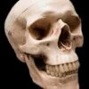 "Life-Size Skull - Aged 2nd Class" Halloween Prop 2 "Life-Size Skull - Aged 2nd Class" Halloween Prop -Halloween Props Promotion life size skull aged 2nd class halloween prop 14320995237936