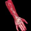 "Peeled Flesh - Right Arm" Human Body Part Halloween Prop 2 "Peeled Flesh - Right Arm" Human Body Part Halloween Prop -Halloween Props Promotion peeled flesh right arm human body part halloween prop 3785830531120