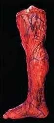 "Peeled Flesh - Right Leg" Human Body Part Halloween Prop