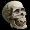 "Realistic Rotting Skull" Halloween Prop -Halloween Props Promotion realistic rotting skull halloween prop 14320976166960
