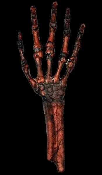 "Rotted Hand - Flesh And Bone" Human Body Part Halloween Prop 3 "Rotted Hand - Flesh And Bone" Human Body Part Halloween Prop