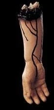 "Severed Right Arm" Bloody Body Part Halloween Prop