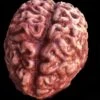 "Silicone Brain" Body Part Halloween Prop -Halloween Props Promotion silicone brain body part halloween prop 28425270198320