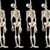 "Skeleton Halloween Props" - 6x Package Deal 1 "Skeleton Halloween Props" - 6x Package Deal -Halloween Props Promotion skeleton halloween props 6x package deal 28664460345392