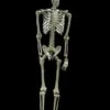 "Skeleton" Hanging Halloween Prop - 60" 2 "Skeleton" Hanging Halloween Prop - 60" -Halloween Props Promotion skeleton hanging halloween prop 60 14320996483120