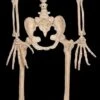 "Werewolf Skeleton" Halloween Prop -Halloween Props Promotion werewolf skeleton halloween prop 14320994222128